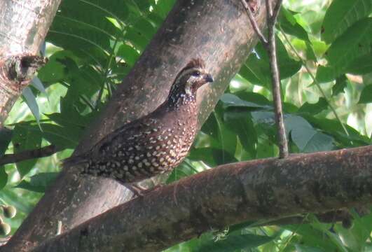 Image of Crested Bobwhite