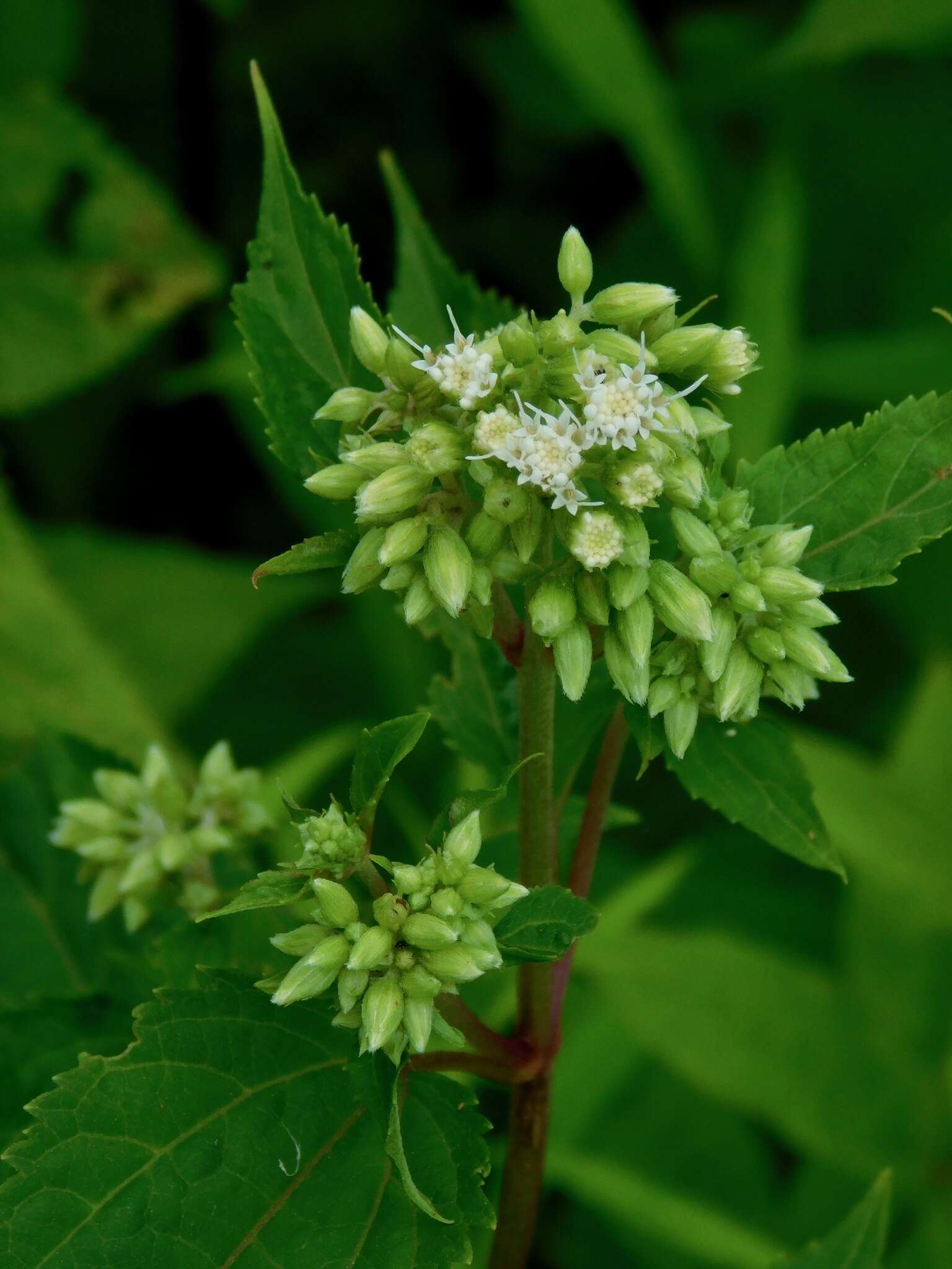 Image of Ageratina roanensis