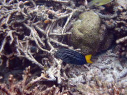 Image of Dotted Wrasse