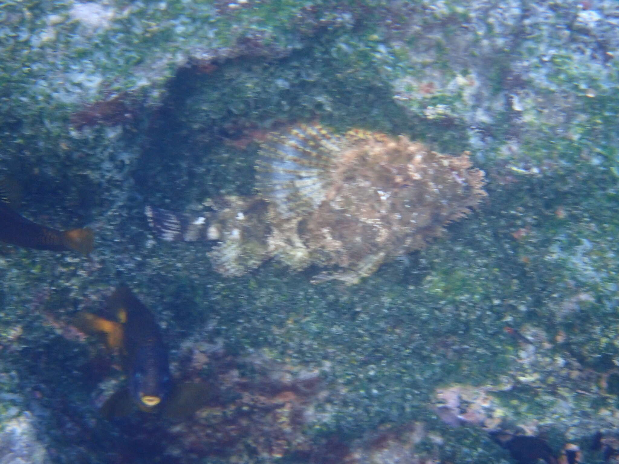 Image of Pacific Spotted Scorpionfish