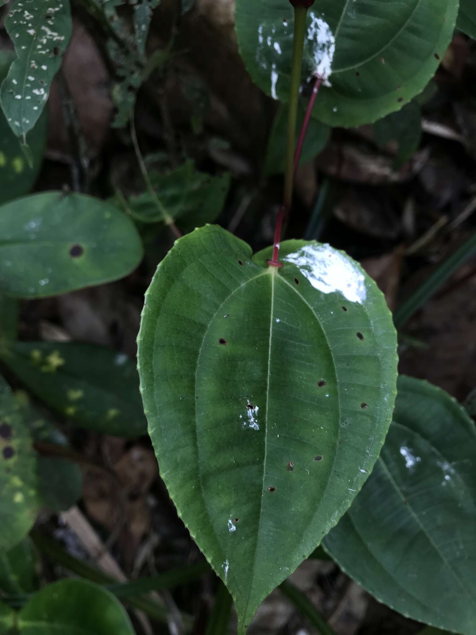 Image of Axinaea scutigera Triana