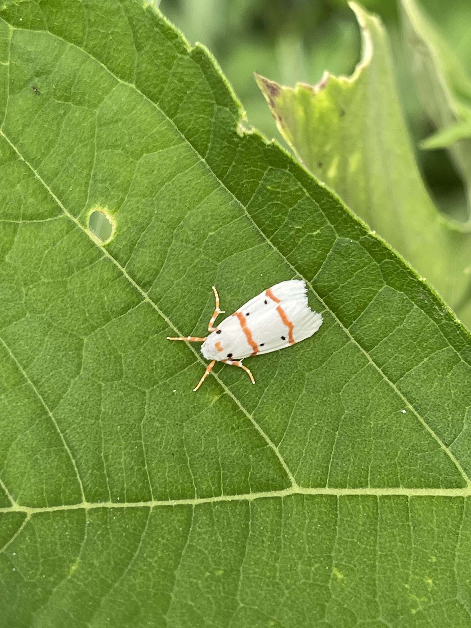 Слика од Cyana rubristriga (Holland 1893)