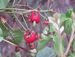 Image of Anacardium humile St.-Hil.