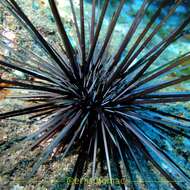 Image of Banded diadem urchin