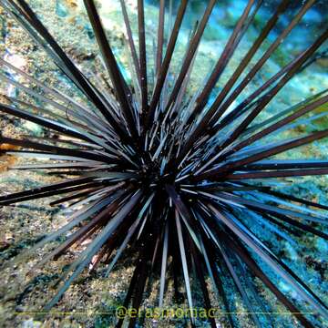 Image of Banded diadem urchin