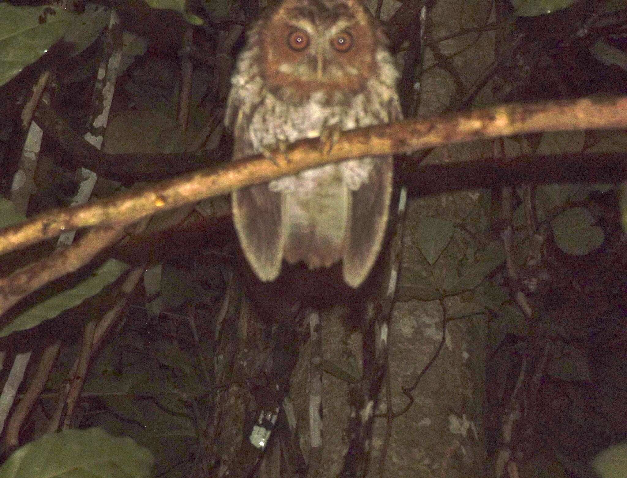 Image of Puerto Rican Owl