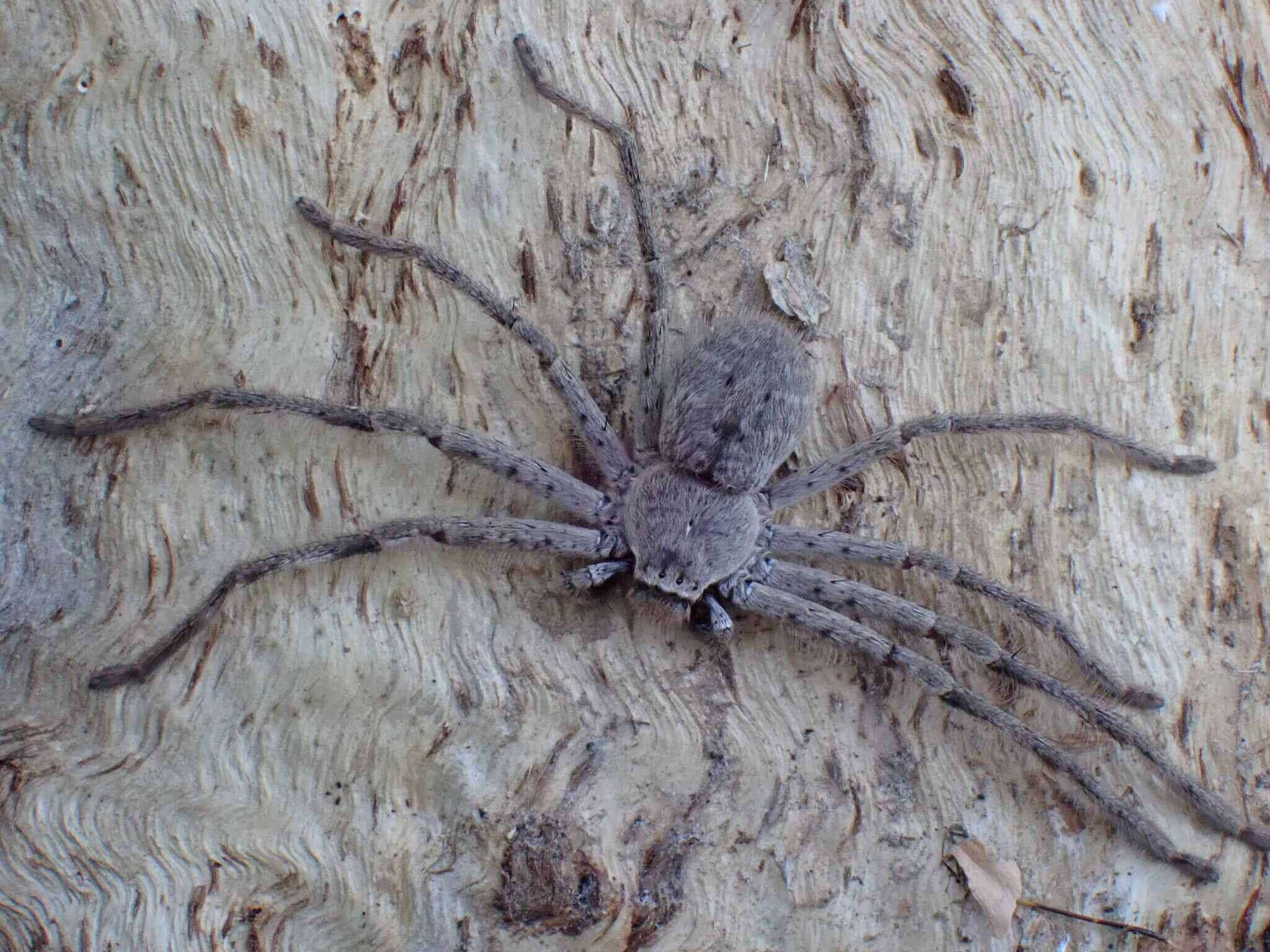 Image of Isopedella cerussata (Simon 1908)