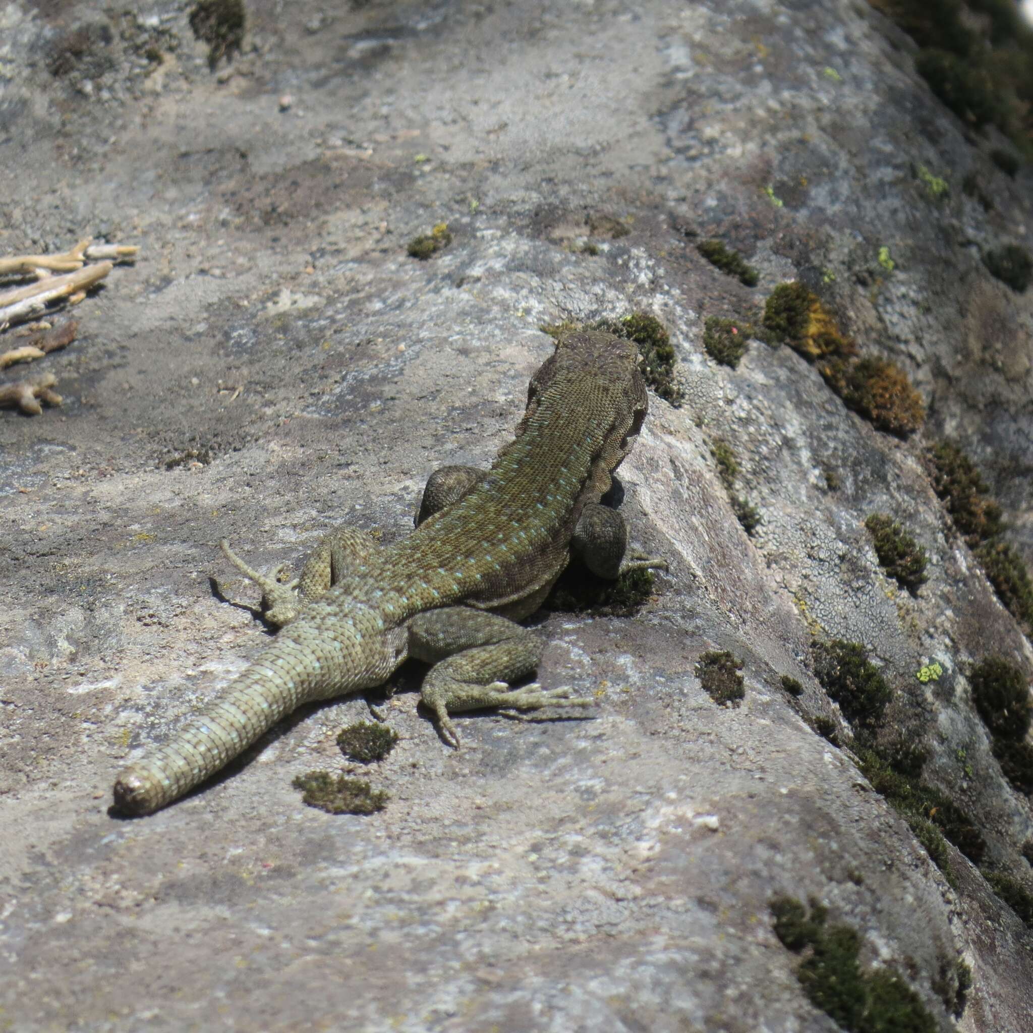 Image of Liolaemus carlosgarini Esquerré, Núñez & Scolaro 2013