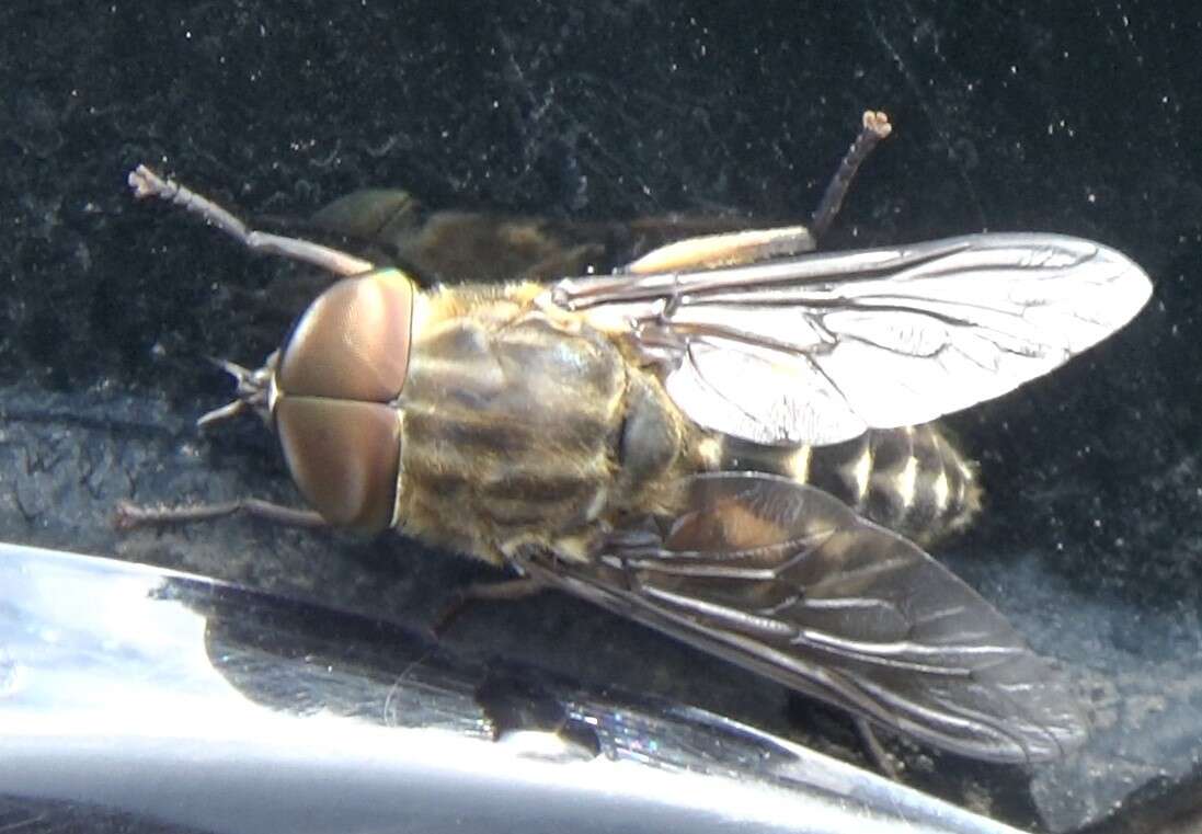 Image de Tabanus autumnalis Linnaeus 1761