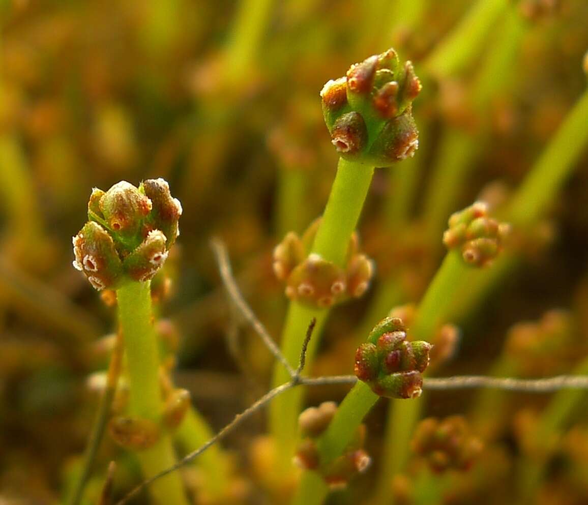 Image of Puccinia punctata Link 1816