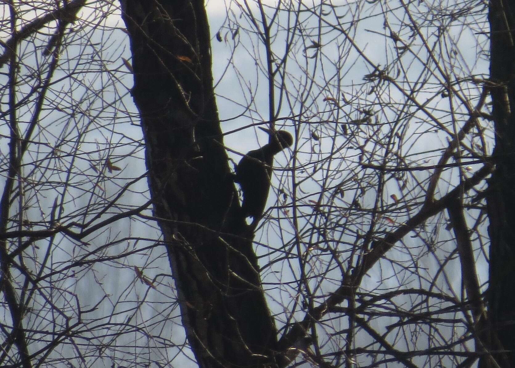 Image of Black Woodpecker