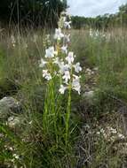 Image of Guadalupe beardtongue