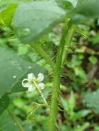 Image of cockroach berry