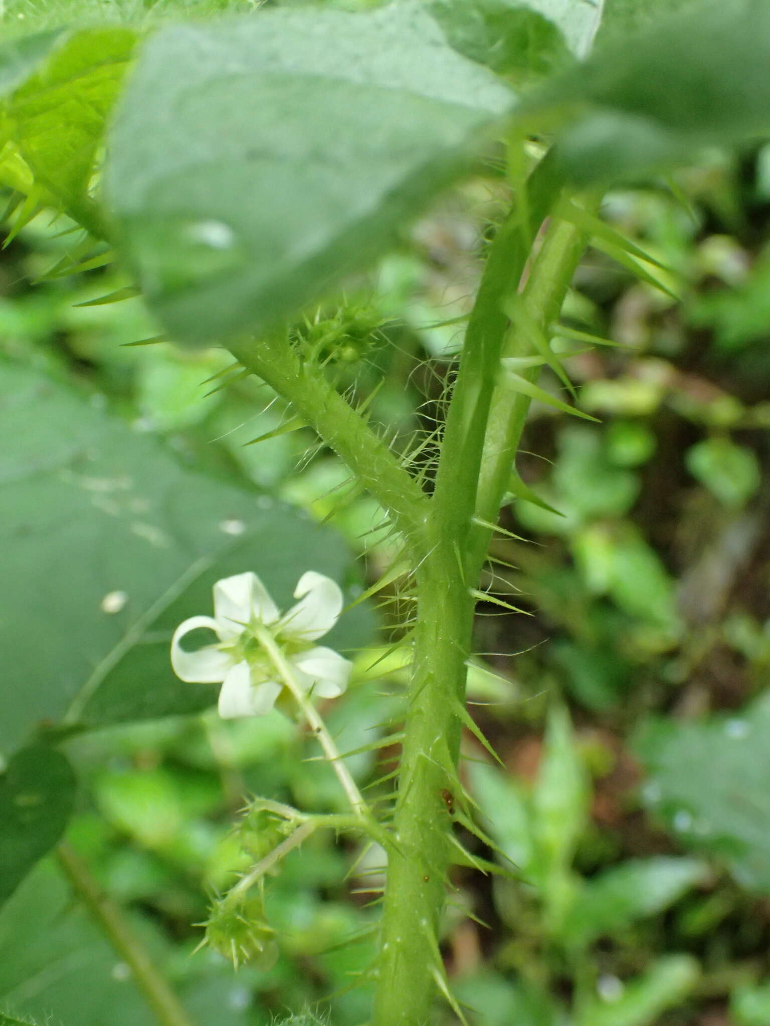 Imagem de Solanum capsicoides Allioni