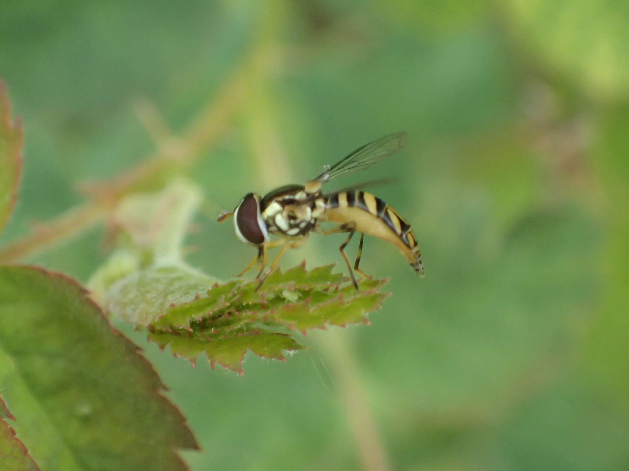 Image of Common Oblique Syrphid