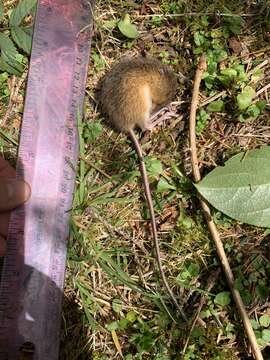 Image of Pacific Jumping Mouse