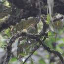 Image of Fiery-throated Fruiteater