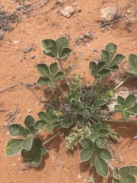 Image of beaver Indian breadroot