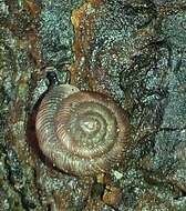 Image of disk snail