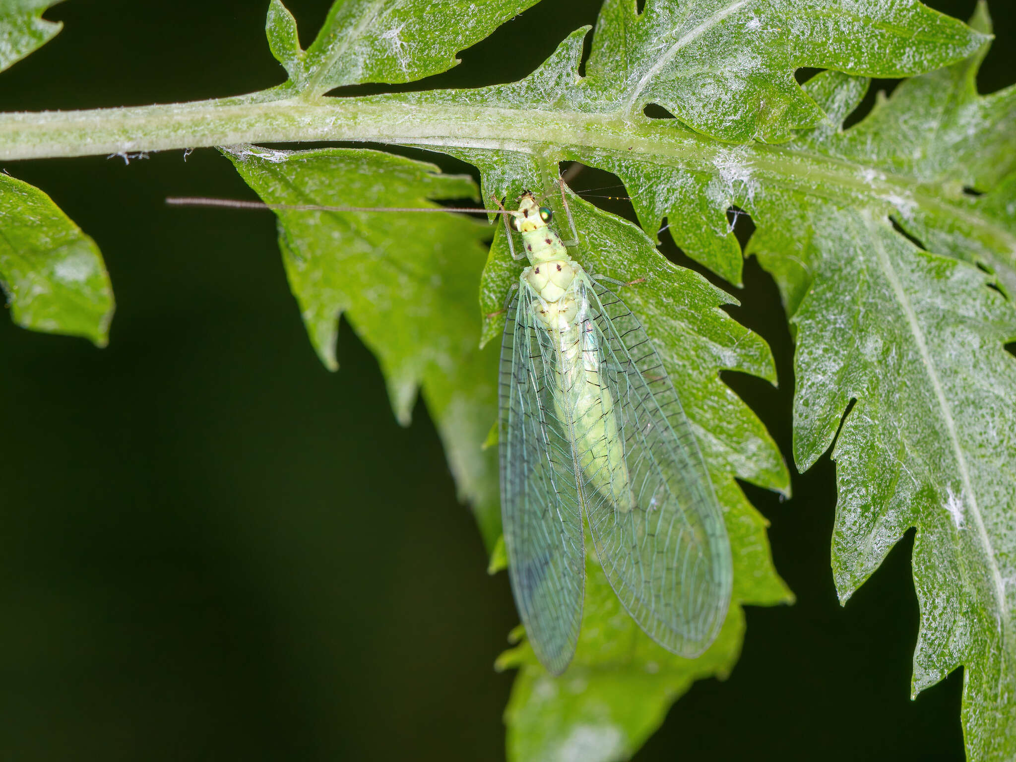 Image of Pseudomallada ventralis (Curtis 1834)