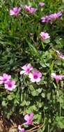 Image of windowbox woodsorrel