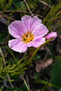 Image of Grass-Leaf Springbeauty