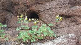 Image of Aquilegia viridiflora Pall.