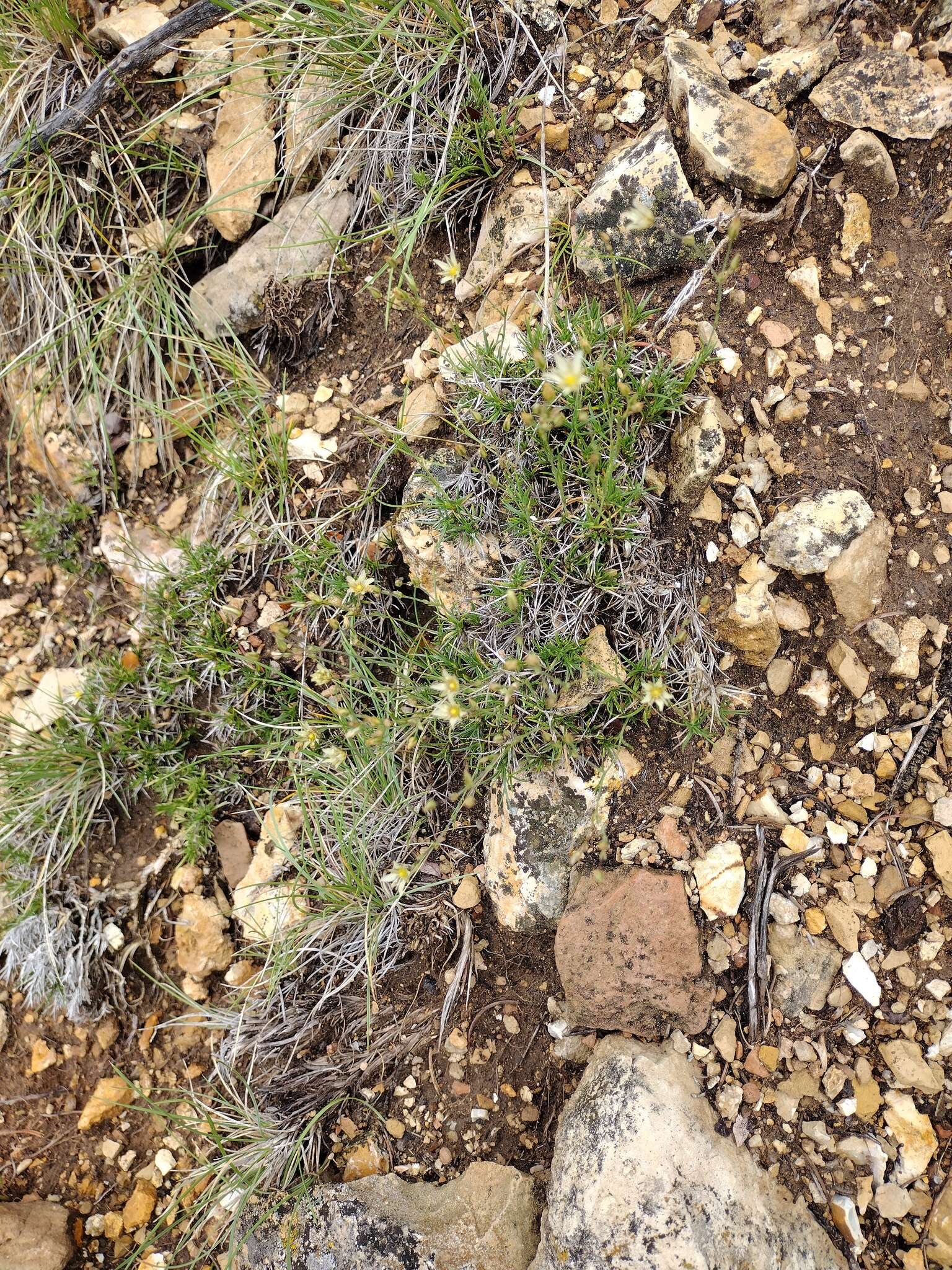 Image of Eastwood's sandwort