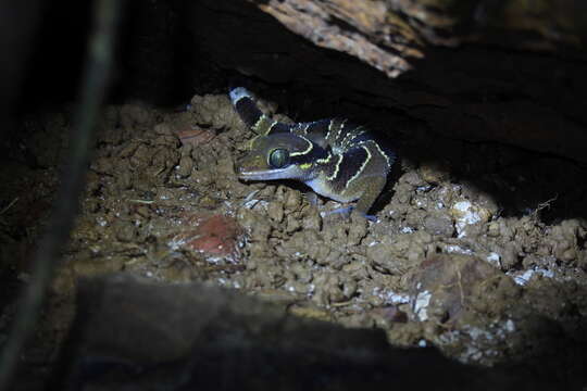 Image of Cyrtodactylus macrotuberculatus Grismer & Ahmad 2008