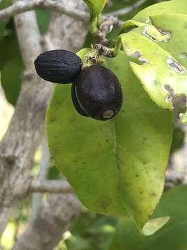 Image of Schoepfia brasiliensis A. DC.