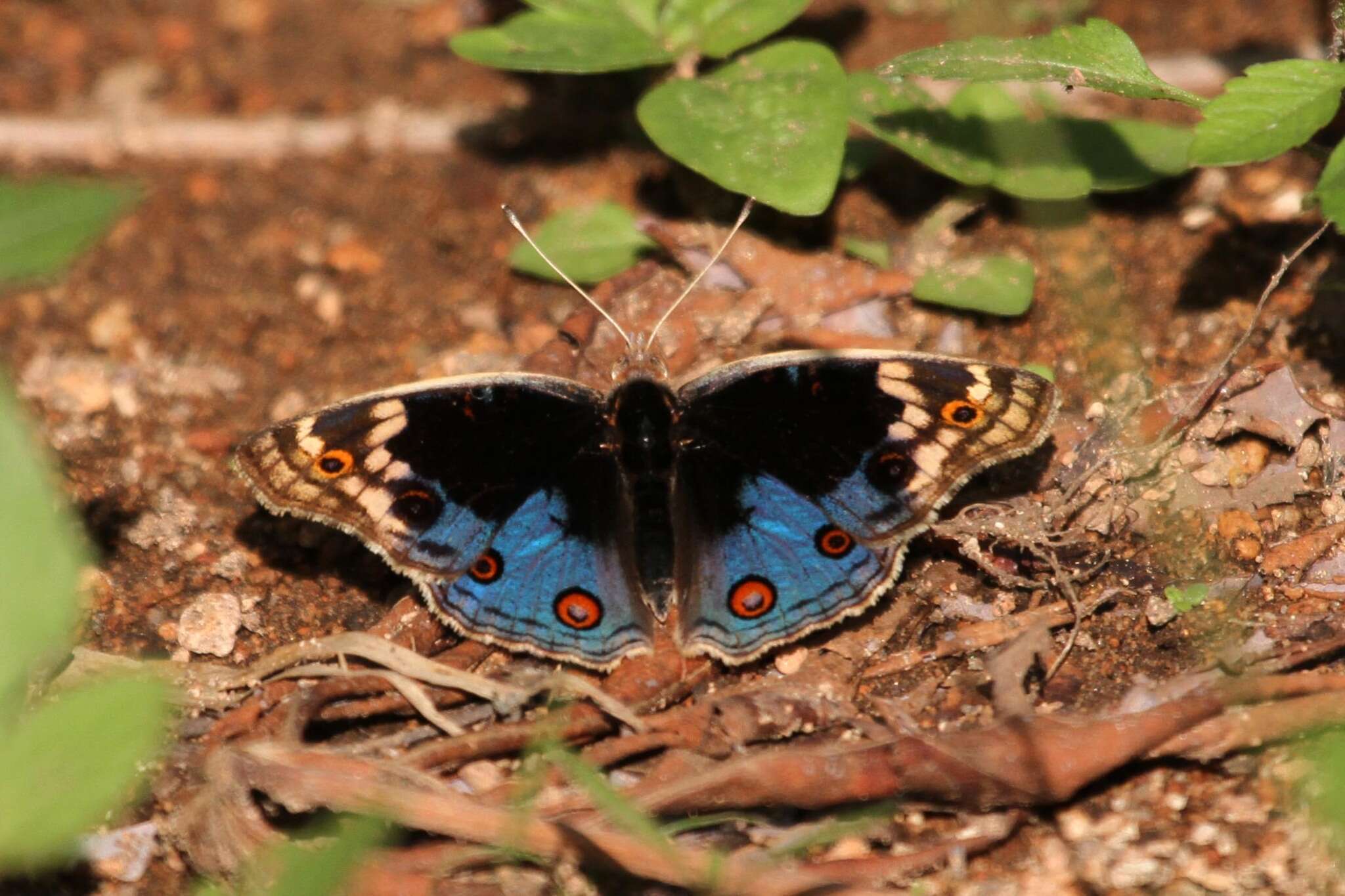 Слика од Junonia orithya madagascariensis Guenée 1872