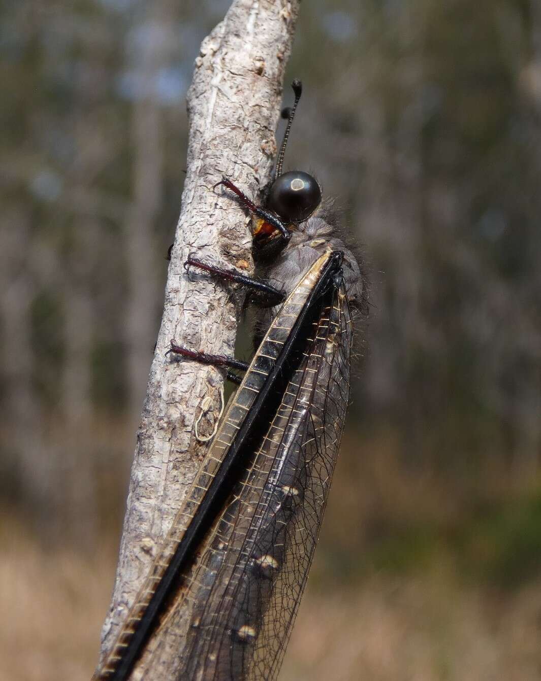 Слика од Stilbopteryx costalis Newman 1838