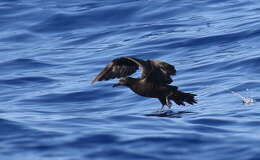 Image of Christmas Shearwater