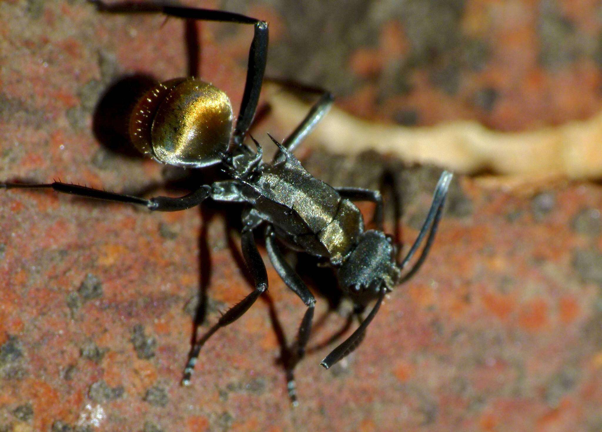 Image of Polyrhachis ammon (Fabricius 1775)