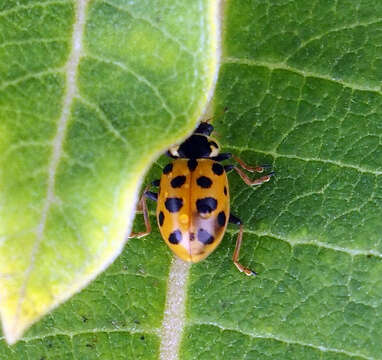 Image of 13-spot ladybird