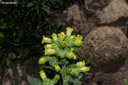 Image of Aztec tobacco