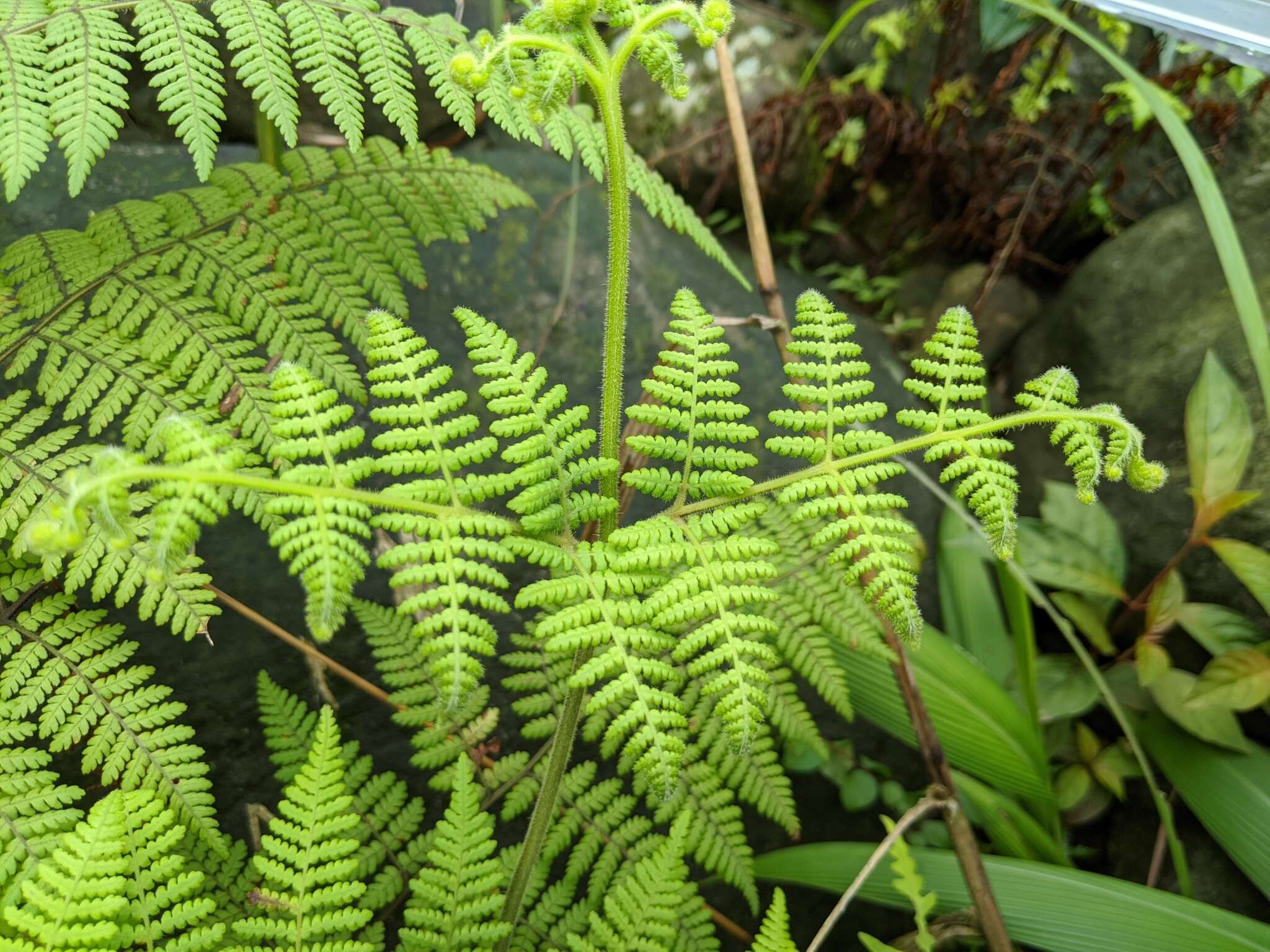 Image of Hypolepis tenuifolia (Forst.) Bernh.