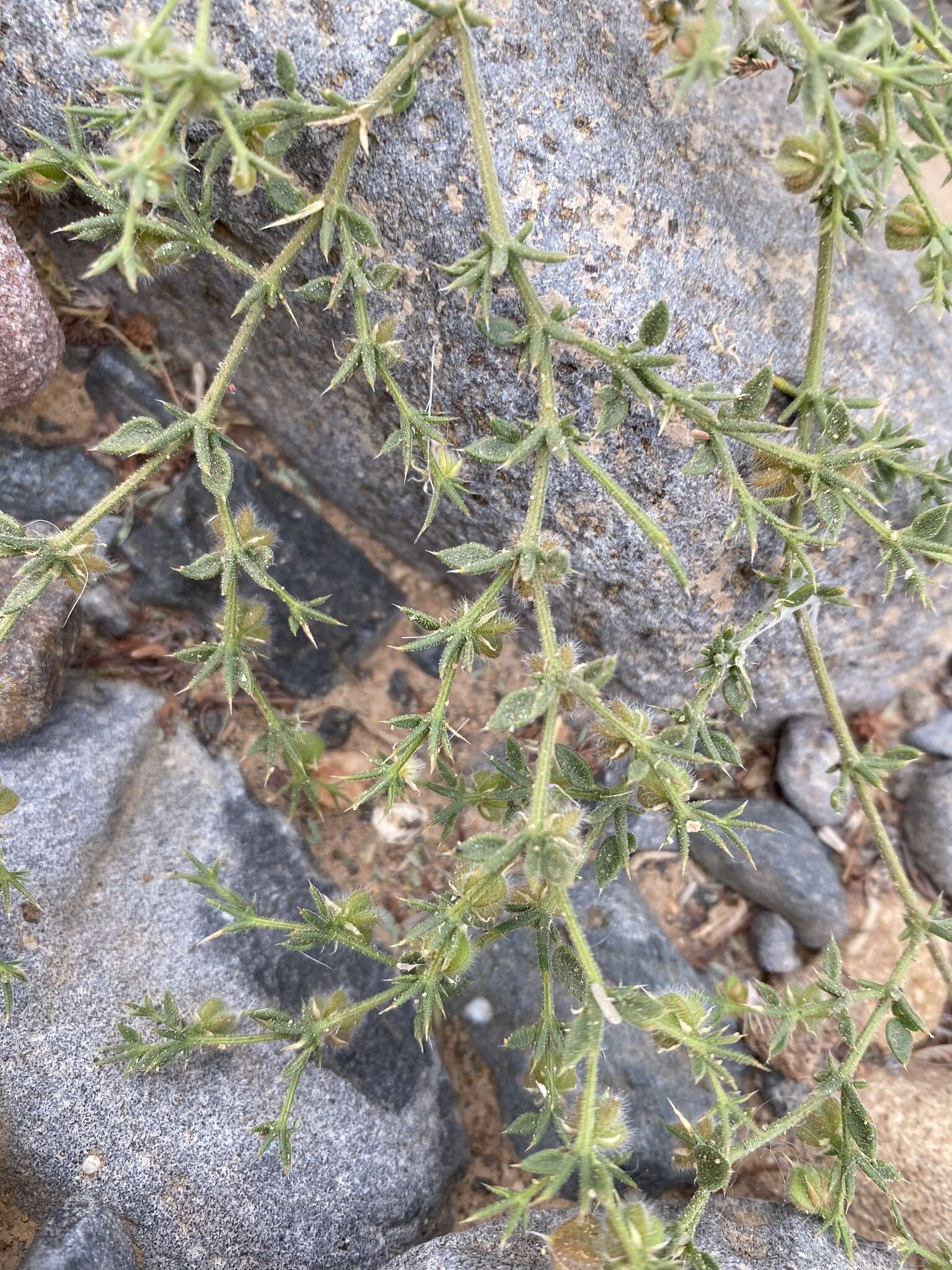 Image of Fagonia glutinosa Del.
