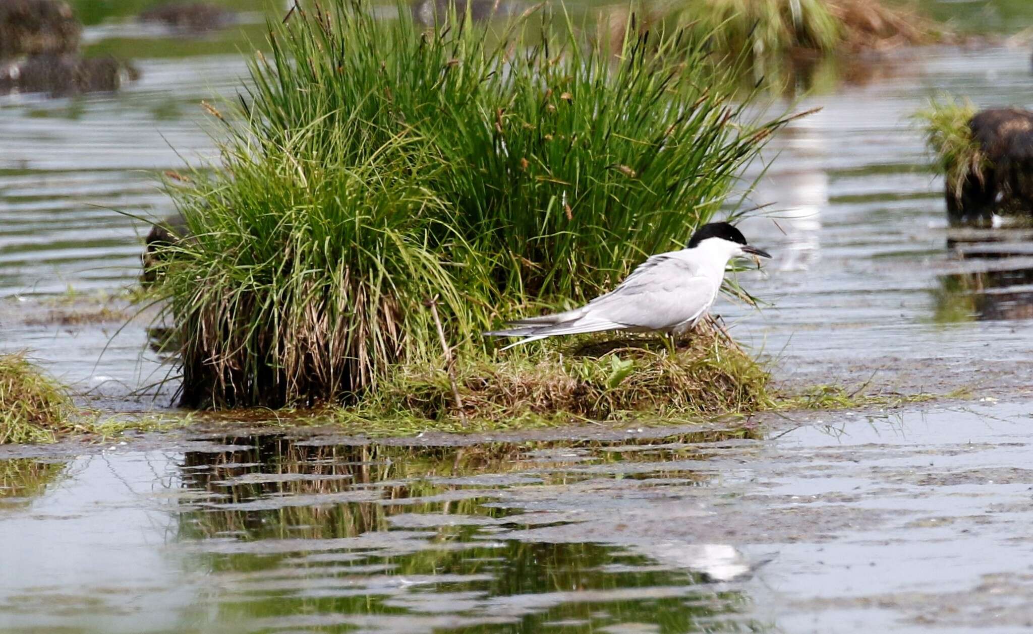 Sivun Sterna hirundo longipennis Nordmann 1835 kuva