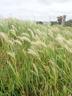 Hordeum murinum subsp. murinum的圖片