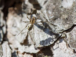 Plancia ëd Pityohyphantes phrygianus (C. L. Koch 1836)