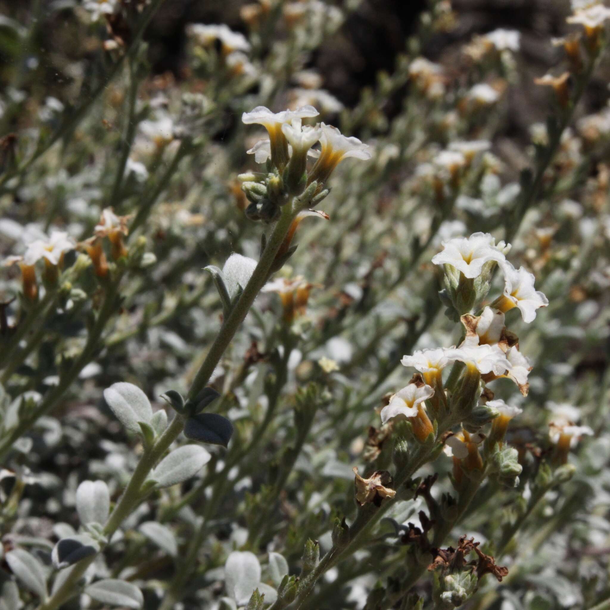 Sivun Euploca pachyphylla (L. A. Craven) kuva