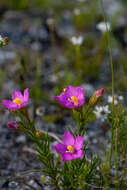 صورة Chironia tetragona L. fil.