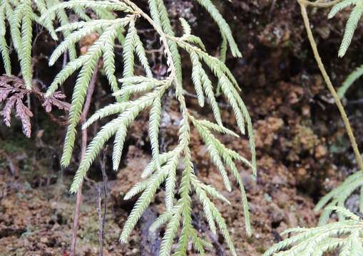 Image of Pseudodiphasium volubile (G. Forst.) Holub