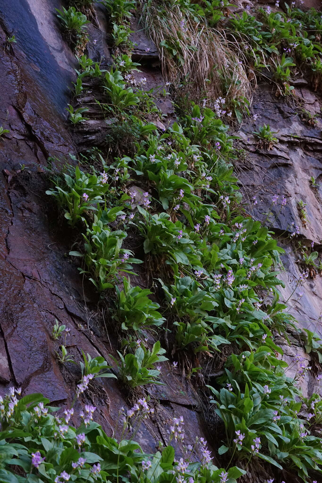 Imagem de Dodecatheon pulchellum var. zionense (Eastw.) S. L. Welsh