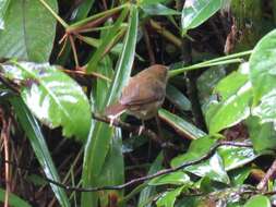 Image of Atherton Scrubwren