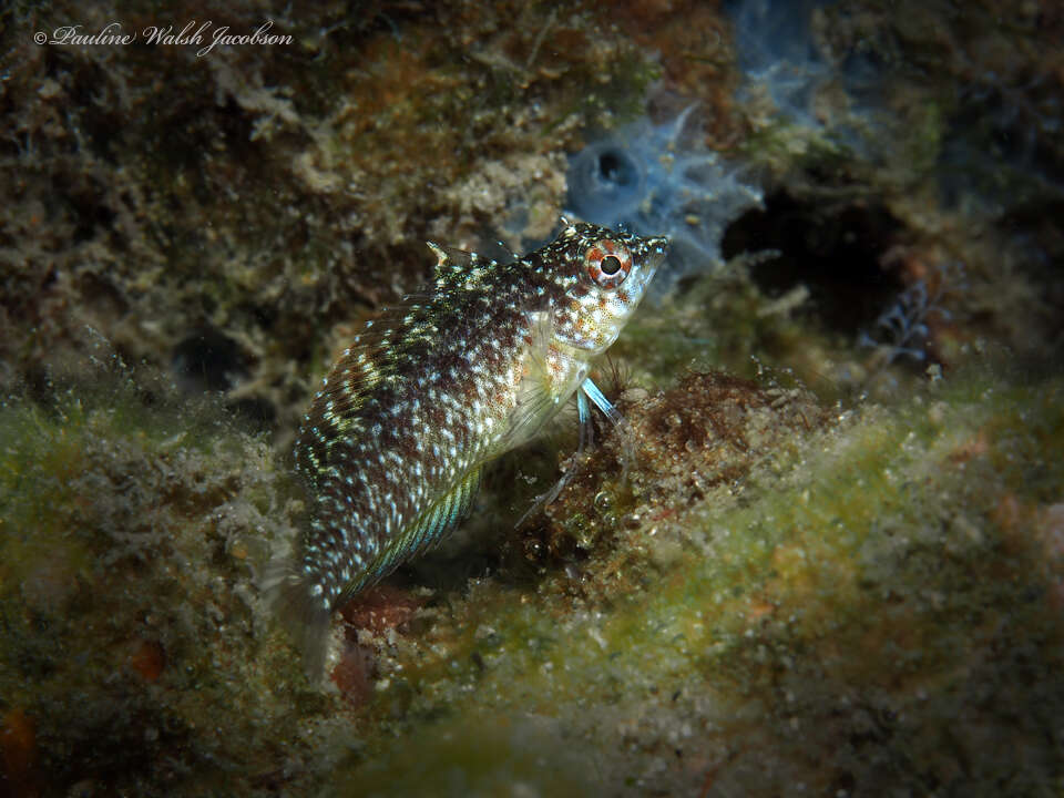 Image of Rosy Blenny