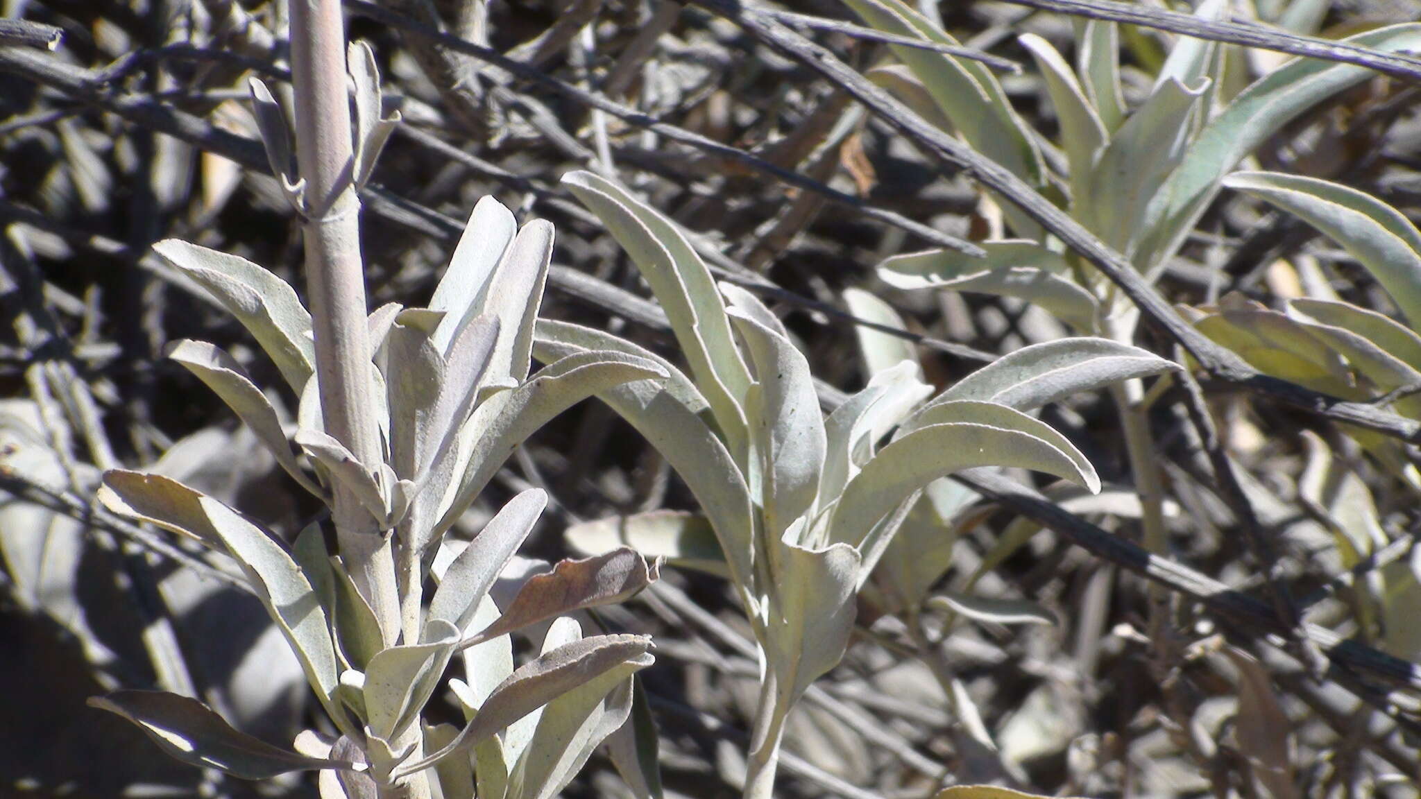 Image of white sage