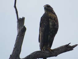 Image of Black-chested Buzzard-Eagle