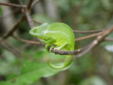 Furcifer polleni (Peters 1874)的圖片